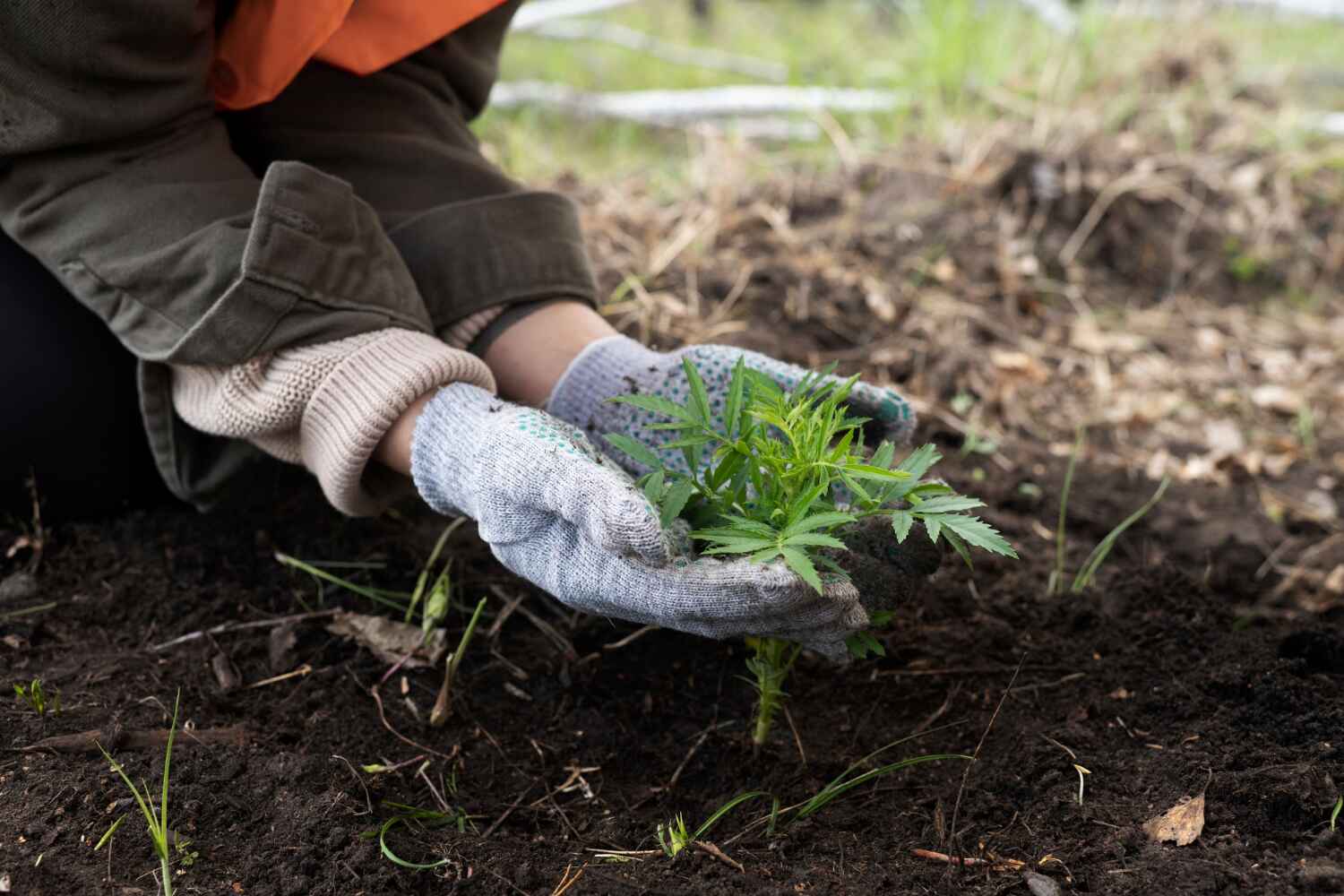 Trusted Mcrae Helena, GA Tree Service Experts